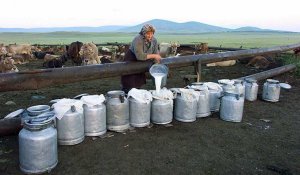 Les problèmes de traçabilité de la filière laitière géorgienne
