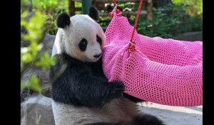 VIDÉO. Le premier panda né en France rejoint la Chine
