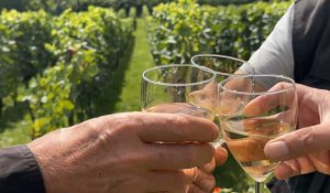 Seine-et-Marne : pour la première fois dans la région, le vin d'une commune récolte l'IGP