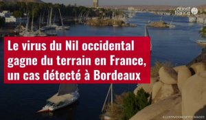 VIDÉO. Le virus du Nil occidental gagne du terrain en France, un cas détecté à Bordeaux