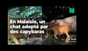 Ce chat adopté par des capybaras est devenu la vedette du zoo national de Malaisie