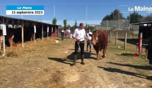 VIDÉO. Foire du Mans : Optimiste et d'autres bovins se préparent au concours agricole