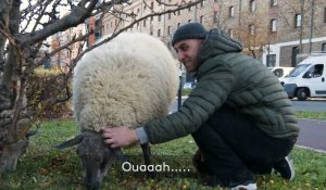VIDÉO. Des moutons à la place des tondeuses dans les villes : le pari des Bergers urbains