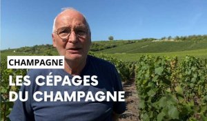 Tout savoir sur les cépages du champagne