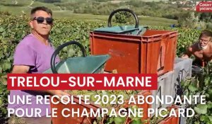 Aisne : une récolte 2023 abondante pour le champagne