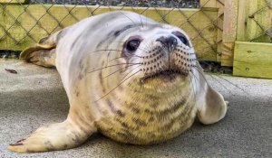 L'aggravation de la pollution menace les phoques, selon les sauveteurs des Shetland