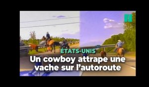Aux États-Unis, un cowboy attrape au lasso une vache sur l’autoroute
