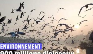 800 millions d'oiseaux ont disparu en Europe depuis 1980