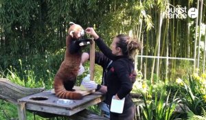 VIDÉO. L'échographie de Padna, panda roux du parc de Branféré, dans le Morbihan