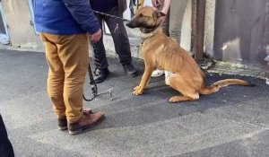 Boulogne-sur-Mer: Quatre chiens dans un état de maigreur avancé saisis