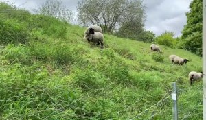 Bruay-la-Buissière : six moutons forment un éco-pâturage au parc de la Lawe 2