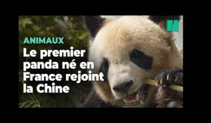 Yuan Meng, premier panda né en France va bientôt rejoindre la Chine