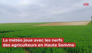 La météo joue avec les neufs des agriculteurs en Haute Somme