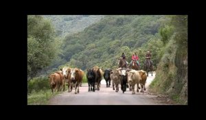 Transhumance bovine : une tradition qui perdure en Corse