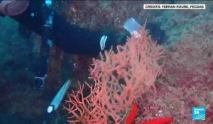 Espagne : "Gorgone", le corail qui résiste au changement climatique