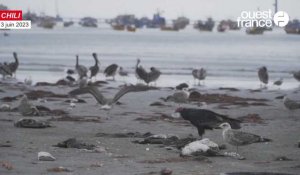 VIDEO. Au Chili, des centaines d'oiseaux marins découverts morts sur une plage