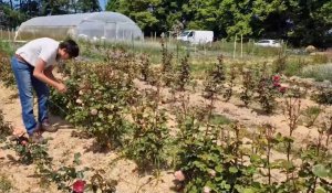 La ferme florale d'Héricourt-en-Caux s'ouvre aux visites le samedi 10 juin de 10 h à 17 h