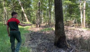 Lancement de la "météo des forêts" : quels risques d'incendies en Île-de-France ?