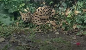 Hellemmes : deux servals découverts lors d'une interpellation