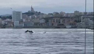 Un banc de dauphins aperçu dans la baie de Marseille