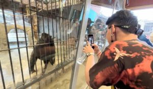 Thaïlande: nouveaux remous autour d'un gorille en captivité dans un centre commercial