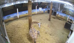 Un nouveau girafon à Pairi Daiza