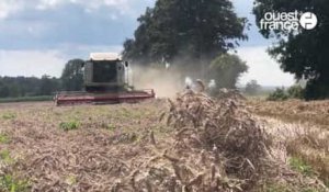 VIDÉO. Les moissons perturbées par le mauvais temps autour de Saint-Lô 