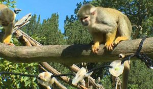 Canicule: au zoo de Thoiry, des glaçons "friandises" pour les animaux contre la chaleur