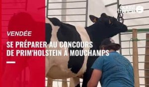 Vendée. Les agriculteurs se préparent au concours de Prim'Holstein à la fête de l'agriculture