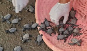 Des tortues menacées d'extinction relâchées sur une plage du Nicaragua