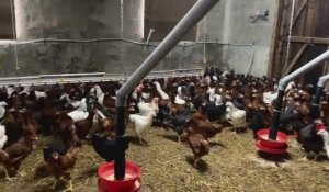Grippe aviaire : au Doulieu, la famille Declerck se relève pas à pas