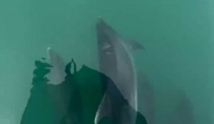 Dieppe. Des dauphins escortent un bateau dans la Manche
