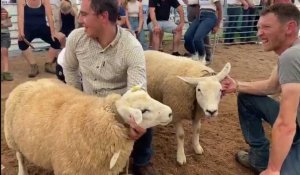Foire de Sedan: les moutons Texel prêts pour leur concours agricole