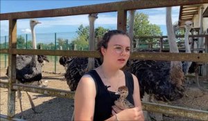 Zutkerque : Laury Caron est apprentie à la ferme des autruches