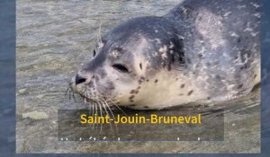 Saint-Jouin-Bruneval. Un bébé phoque sur la plage