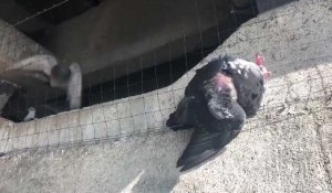 Saint-Quentin: sous le pont Jacques-Chirac, des pigeons meurent piégés par un filet