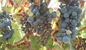Dans le vignoble de Gaillac, des récoltes amputées par le mildiou