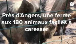 A Saint-Georges-sur-Loire, une ferme où l'on peut caresser les animaux