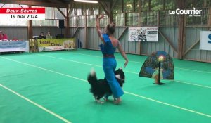 VIDEO. Les maîtres et leurs chiens évoluent en harmonie lors d'un concours de dog dancing