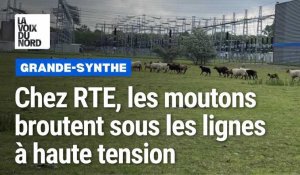 Grande-Synthe : chez RTE, les moutons broutent sous les lignes à haute tension