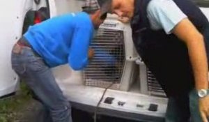 Mouroux : saisie de 11 chiens dans un chenil illégal