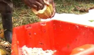 La Côte d'Ivoire se met au cacao bio