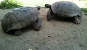 Deux tortues se battent pour un chien