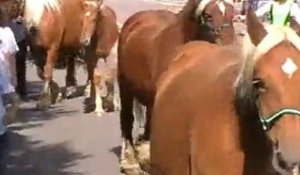 Vesoul : des chevaux de trait au centre-ville
