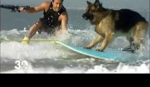 Tim, le chien surfeur