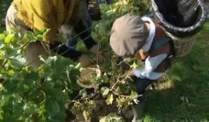 Calaisis TV: Du bon raisin pour du bon vin
