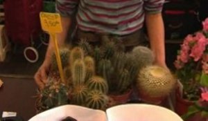 Comment entretenir un cactus en pot