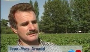 Premières vendanges à Pessac