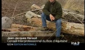 Dossier : les forêts d'Aquitaine toujours sinistrées depuis 1999