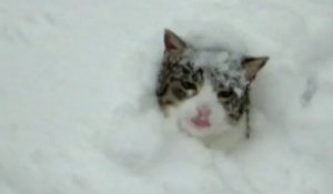 Bagarre de chats dans la neige [Lol Cat]